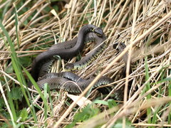 Natrix helvetica helvetica