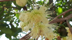 Syzygium aqueum