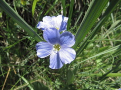 Linum alpinum