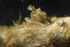 Omobranchus germaini