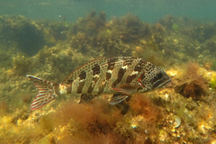 Goniistius rubrolabiatus