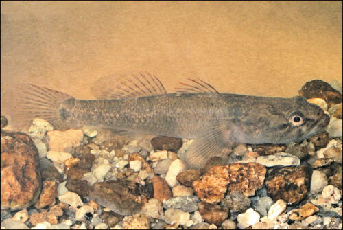 Bighead gudgeon (Philypnodon grandiceps) — Eleotridae — 5