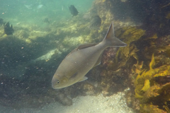 Kyphosus cornelii