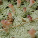 Baeomycetaceae - Photo (c) Tony Wills, some rights reserved (CC BY-SA), uploaded by Tony Wills