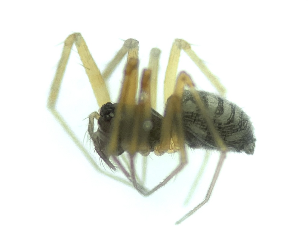 Tenuiphantes flavipes
