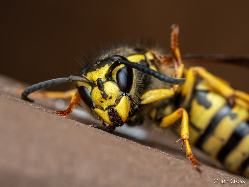 Ground Yellowjackets from New Britain, PA, USA on December 9, 2023 at ...