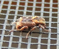 Valgus canaliculatus
