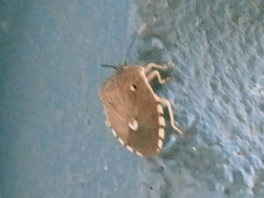 Anaxarchus pardalinus