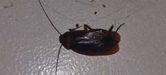 Periplaneta americana image