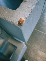 Anaxarchus pardalinus