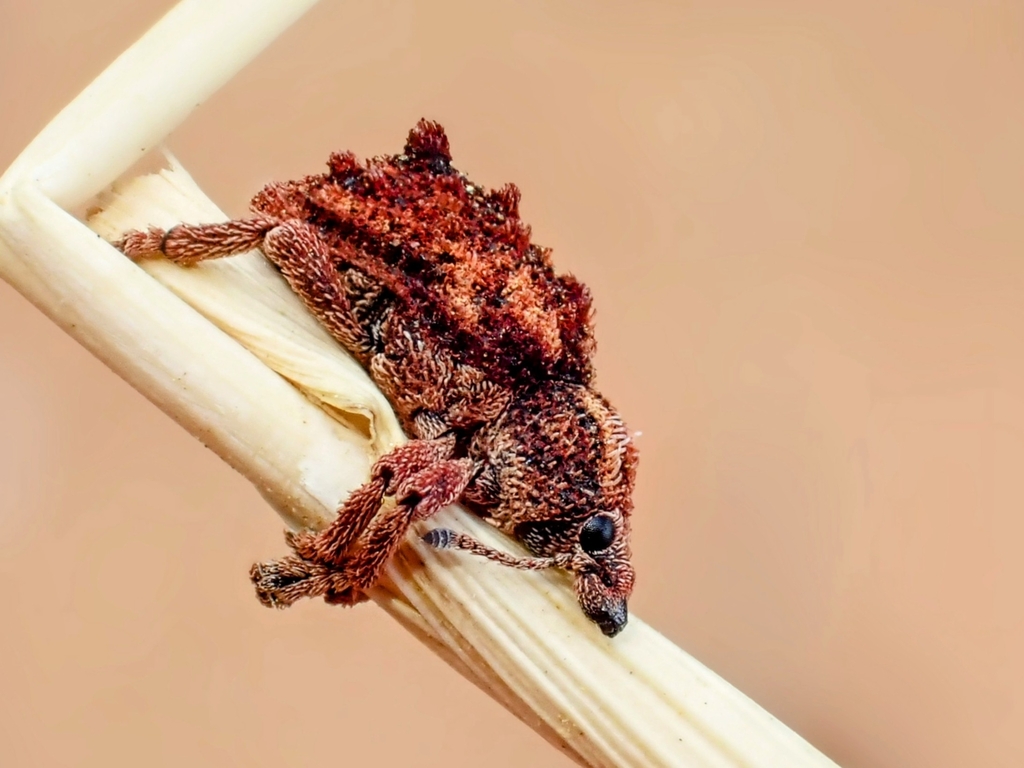 Oxyops scoparius