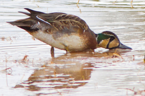 Baikal Teal, photo 8 of 9