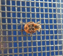 Valgus canaliculatus