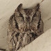 Macfarlane's Screech Owl - Photo (c) Guy L. Monty, some rights reserved (CC BY-NC), uploaded by Guy L. Monty