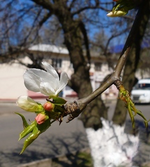 Pyrus ussuriensis