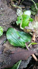 Cyrtodiopsis dalmanni