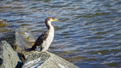 Microcarbo melanoleucos