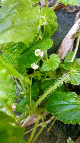 Begonia hirtella