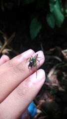 Artabrus erythrocephalus