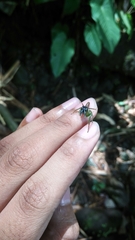 Artabrus erythrocephalus