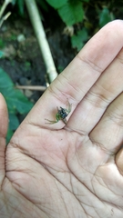 Artabrus erythrocephalus