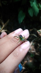 Artabrus erythrocephalus