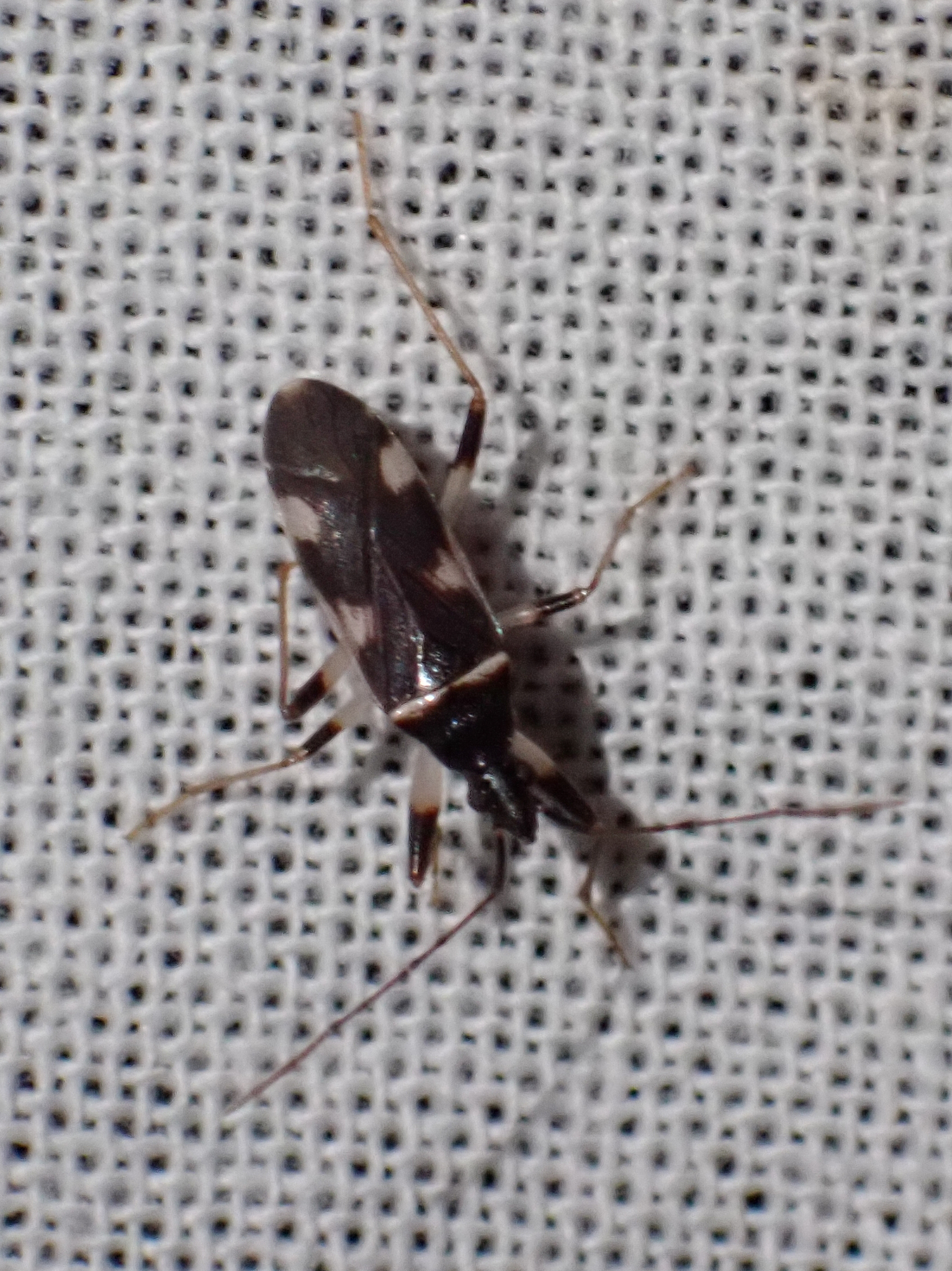 Noualhieria pieltaini