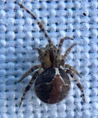 Theridion pictum