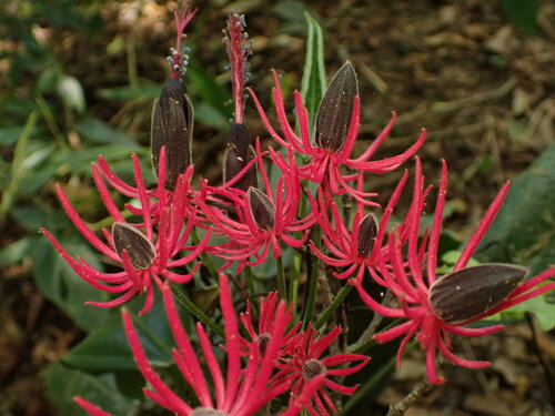 Image of Pavonia multiflora by (c) agujaceratops, some rights reserved (CC BY)