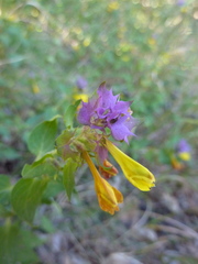 Melampyrum