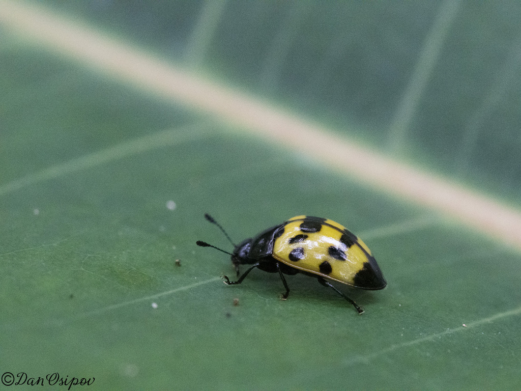 Iphiclus spectabilis