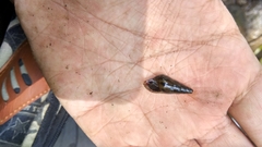 Sulcospira testudinaria