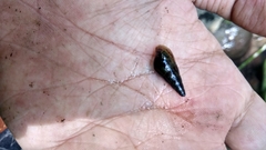 Sulcospira testudinaria