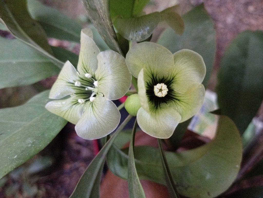 Deherainia matudae