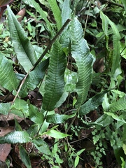 Grypothrix triphylla