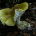 Tricholoma viridiolivaceum - Photo (c) Steve Reekie, some rights reserved (CC BY-NC), uploaded by Steve Reekie