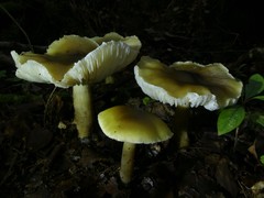 Tricholoma viridiolivaceum