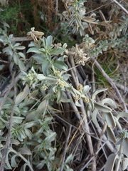 Mercurialis tomentosa