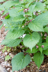 Lamium orvala
