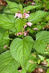 Lamium orvala