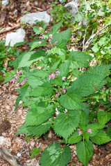 Lamium orvala