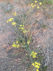 Lomatium triternatum triternatum