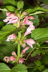 Lamium orvala