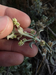 Mercurialis tomentosa