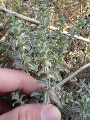 Mercurialis tomentosa