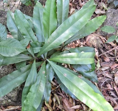 Ancistrocladus heyneanus