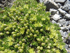 Cherleria sedoides