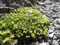Cherleria sedoides