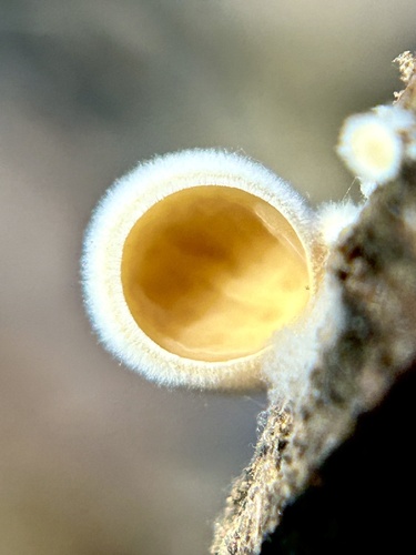 Schizophyllum amplum — no rights reserved
