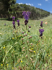 Muscari comosum
